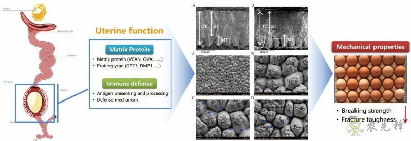 研究揭示蛋雞產蛋后期蛋殼質量下降分子機制