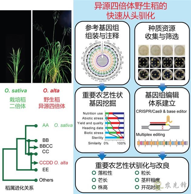 農(nóng)業(yè)科普