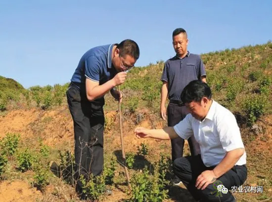 中藥材種植員