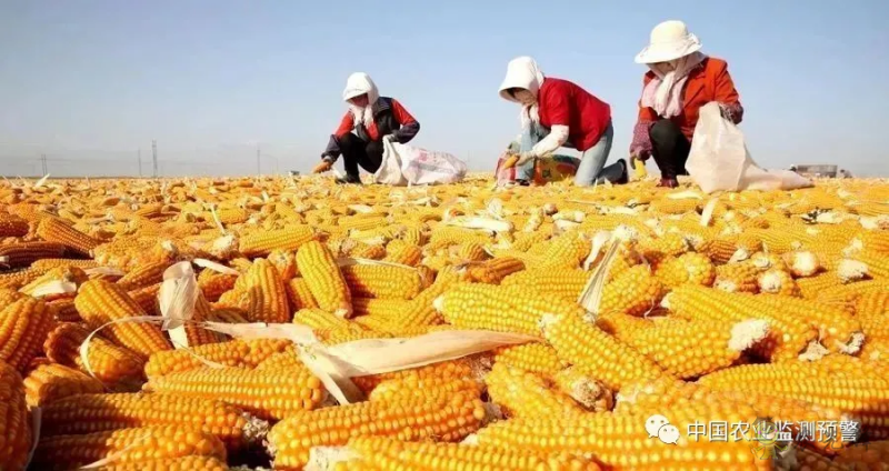 兩部門：繼續(xù)實施玉米和大豆生產者補貼等政策