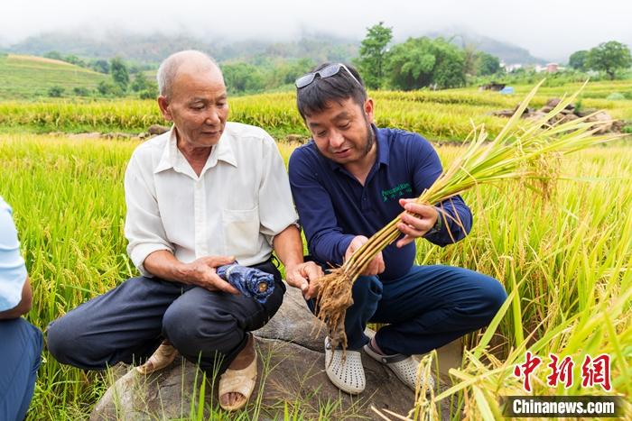 中國多年生稻研究成果入選《科學(xué)》雜志2022年度十大科學(xué)突破